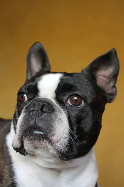 Boston terrier — Stock Photo, Image
