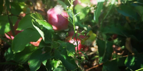 Frutos Maduros Manzanas Entre Follaje Verde Los Árboles Foto Alta —  Fotos de Stock