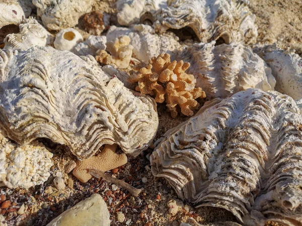 Кораллы Океанические Раковины Пляже Морской Песок Раковины Загоны Камни Абстрактный — стоковое фото