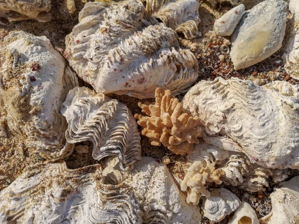 Coraux et coquillages océaniques sur la plage. Sable littoral, coquillages, corrals, pierres. — Photo