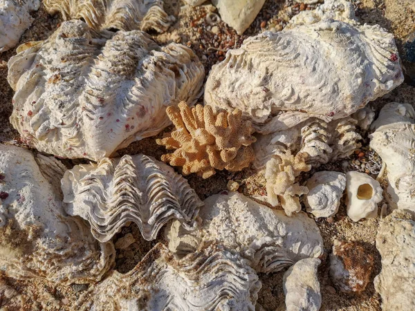 Corals and oceanic shells on the beach. Sea shore sand,shells, corrals, stones. — Photo