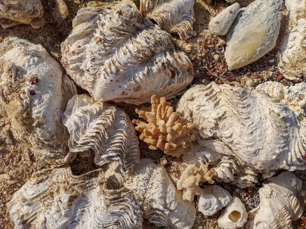 Кораллы Океанические Раковины Пляже Морской Песок Раковины Загоны Камни Абстрактный — стоковое фото