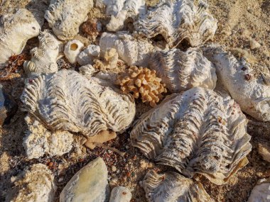 Sahilde mercanlar ve okyanus kabukları. Deniz kumu, kabuklar, ağıllar, taşlar. Soyut arkaplan. Yüksek kalite fotoğraf