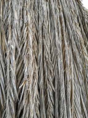 texture of dry palm branches on the sea shore. High quality photo