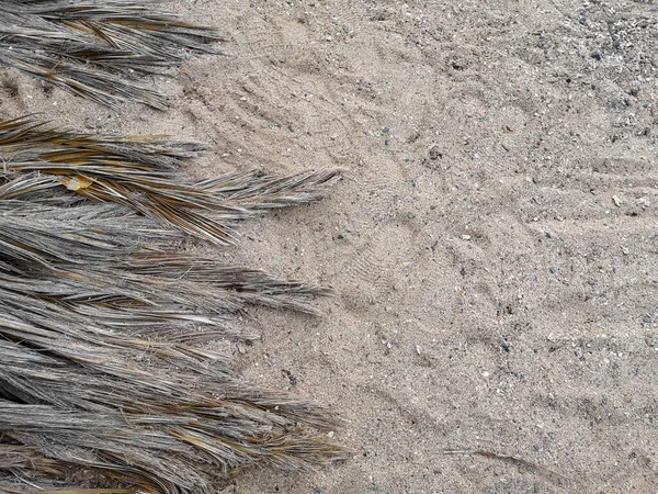 Texture Dry Palm Branches Sea Shore High Quality Photo — Stock Photo, Image