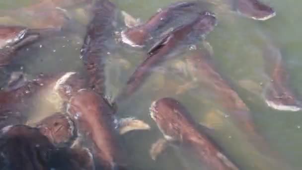 Welse im Teich füttern — Stockvideo