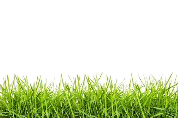 Green grass isolated on white background — Stock Photo, Image