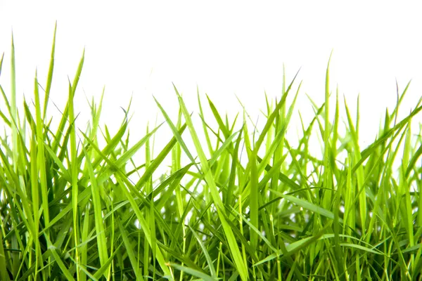 Green grass isolated on white background — Stock Photo, Image