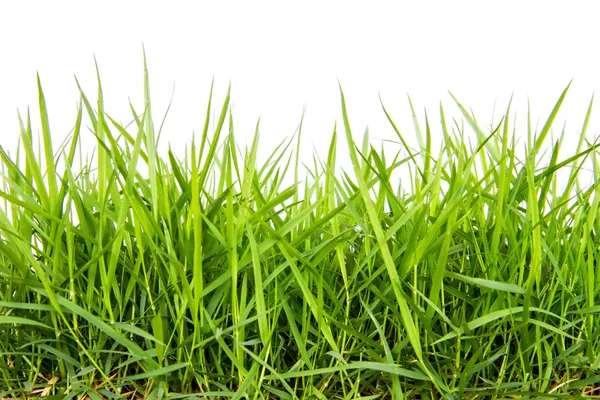 Groen gras geïsoleerd op witte achtergrond — Stockfoto