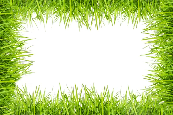 Herbe verte isolée sur fond blanc — Photo