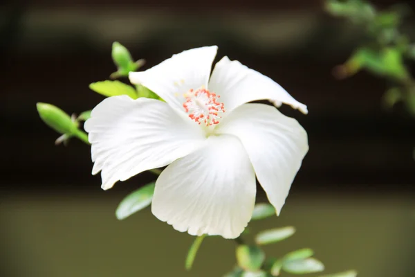 White chinese rose flower — Stock Photo, Image