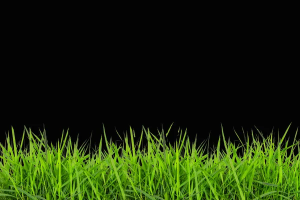 Green Grass background — Stock Photo, Image