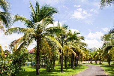 becket, Tayland, Hindistan cevizi bahçede yürüyüş yolu