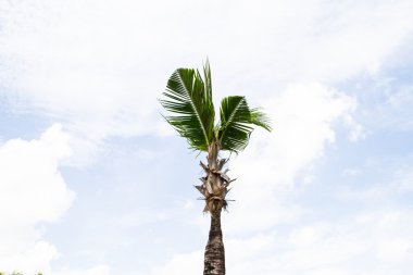 Hindistan cevizi ağacı ve mavi gökyüzü