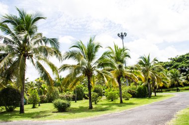 becket, Tayland, Hindistan cevizi bahçede yürüyüş yolu