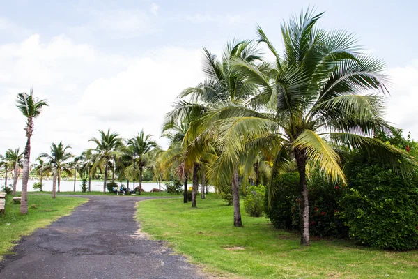 becket, Tayland, Hindistan cevizi bahçede yürüyüş yolu