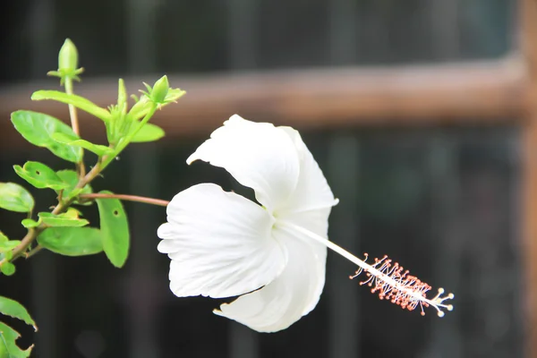Bílý čínská růže květ — Stock fotografie
