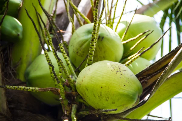 Green Coconut on tree or Cocos nucifera Linn — Stock Photo, Image