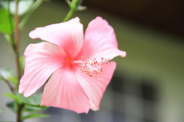 Pink chinese rose flower — Stock Photo, Image