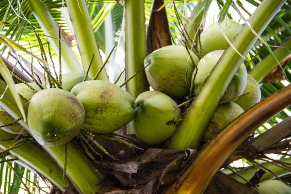 Green Coconut On Tree — Stock Photo, Image