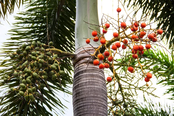 Frukt med RÄVSVANS palm — Stockfoto
