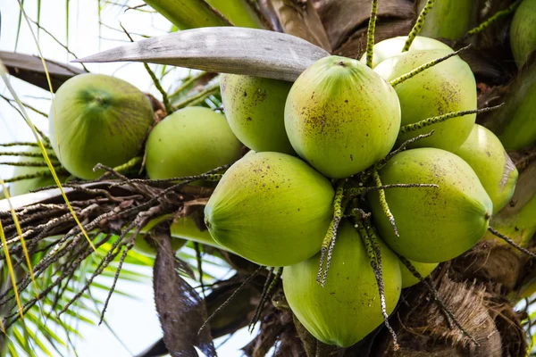 Green Coconut On Tree — Stock Photo, Image