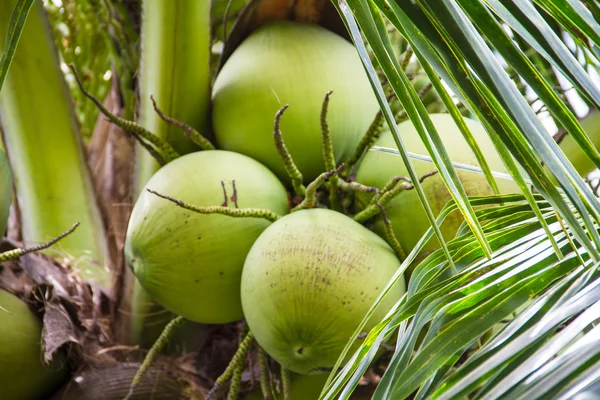 Green Coconut On Tree — Stock Photo, Image