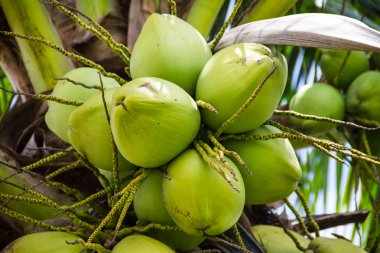 Ağaçta yeşil hindistan cevizi