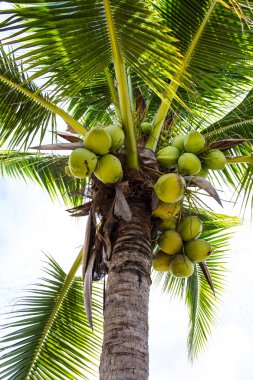 Yeşil Hindistan cevizi ağacı