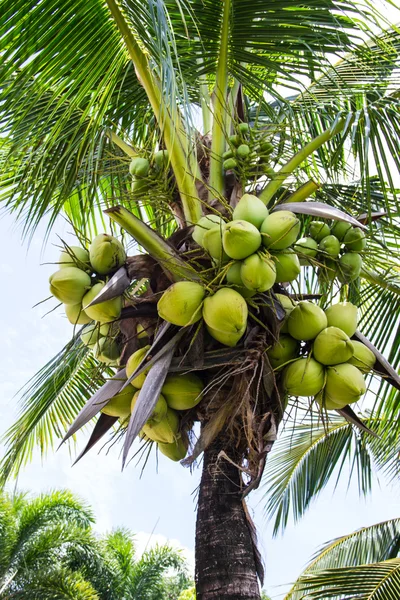 Green Coconut On Tree — Stock Photo, Image