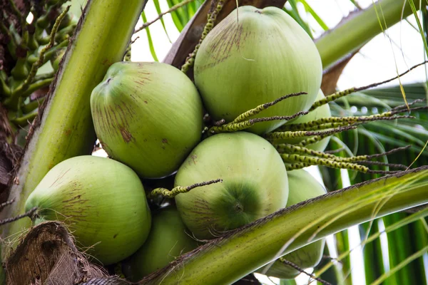 Green Coconut On Tree — Stock Photo, Image