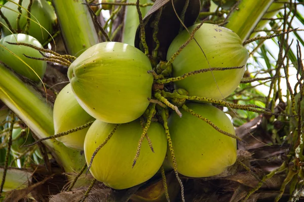 Green Coconut On Tree — Stock Photo, Image