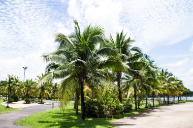 becket, Tayland, Hindistan cevizi bahçede yürüyüş yolu