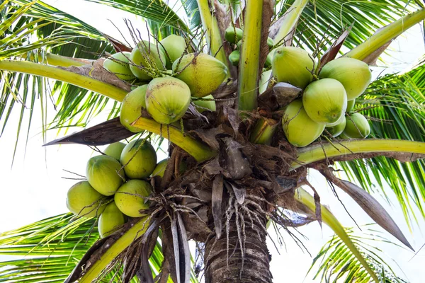 Green Coconut at Tree — Stock Photo, Image