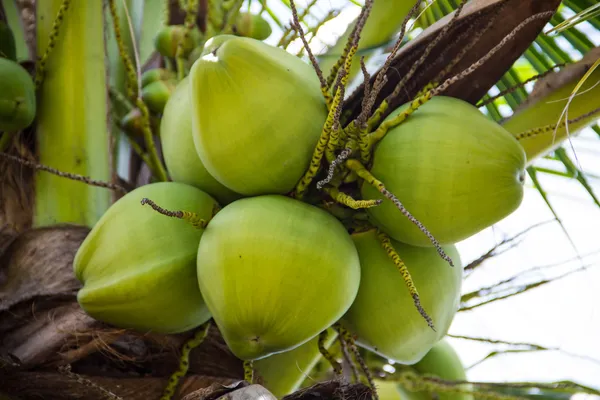 Green Coconut at Tree — Stock Photo, Image