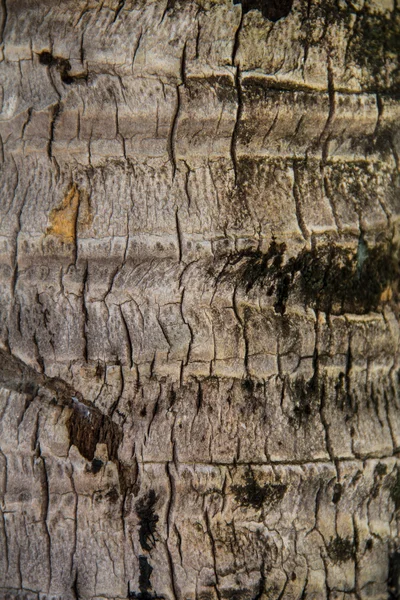 Coco palm detalj bark — Stockfoto
