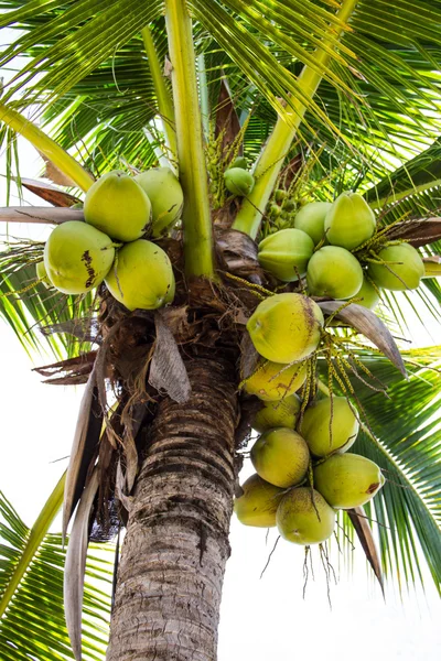 Green Coconut at Tree — Stock Photo, Image