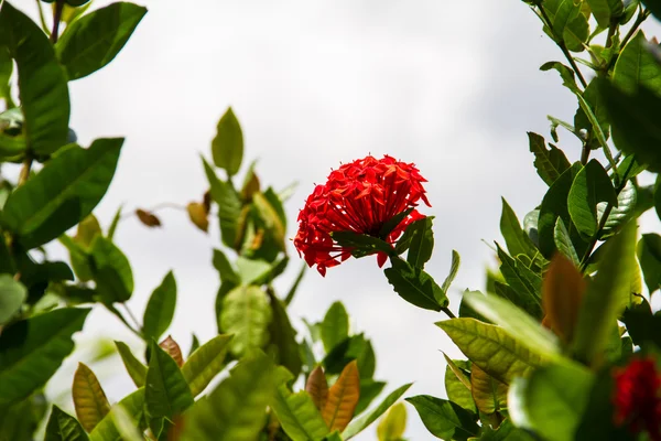Džungle geranium detail — Stock fotografie