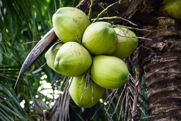 Green Coconut at Tree — Stock Photo, Image