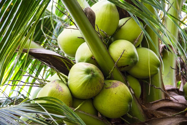 Green Coconut at Tree — Stock Photo, Image