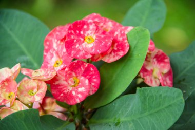 Euphorbia milii çiçek.