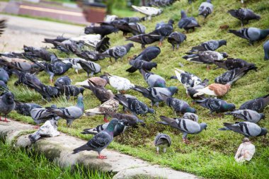Kaya güvercini - columba livia.