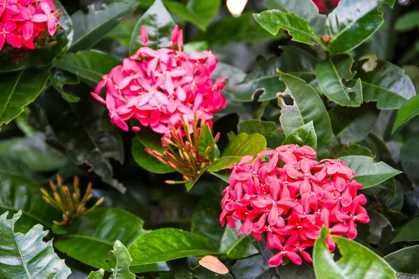 Dżungla geranium bliska — Zdjęcie stockowe