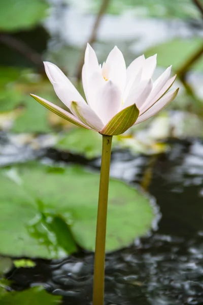 Lotus kukka kaunis lootus . — kuvapankkivalokuva