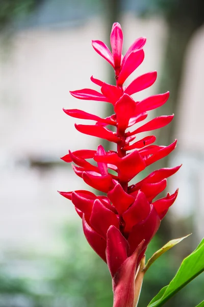 Costus Speciosus květ — Stock fotografie