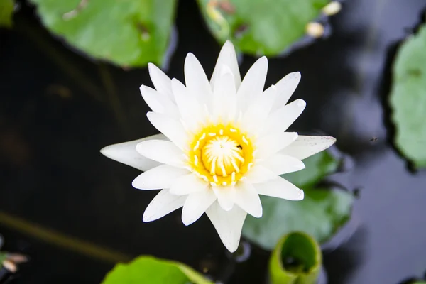 Flor de lótus belo lótus . — Fotografia de Stock