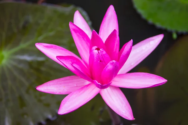 Lotus in the water — Stock Photo, Image