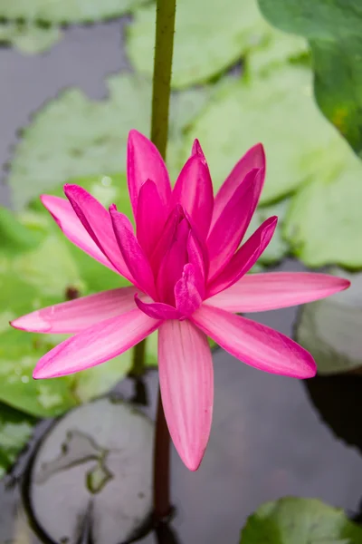 Lotus in the water — Stock Photo, Image