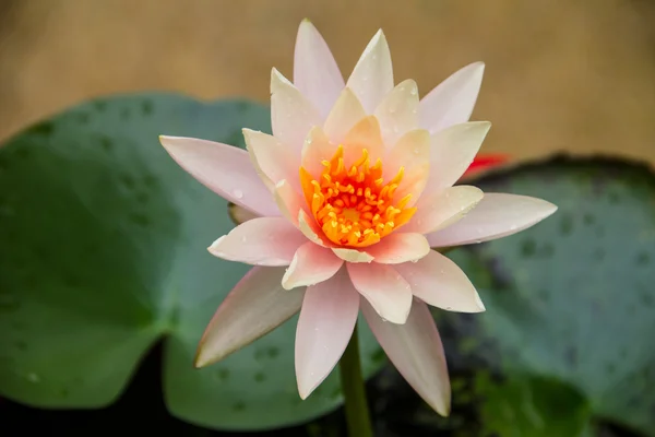 Flor de lótus belo lótus . — Fotografia de Stock