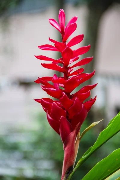 Costus Speciosus blomst - Stock-foto